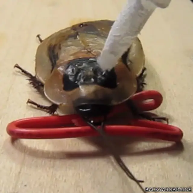 رابط کوله‌پشتی با چسب به پشت سوسک چسبانده می‌شود