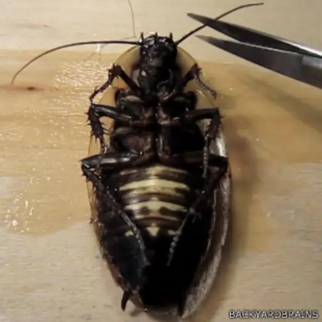 بخشی از شاخک سوسک قطع و بجای آن الکترود نصب می‌شود