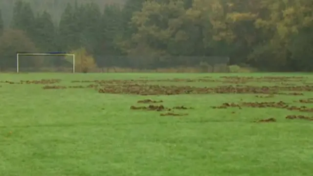 सुअरों ने खोदा फ़ुटबॉल का मैदान