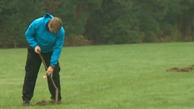 सुअरों ने खोदा फ़ुटबॉल का मैदान