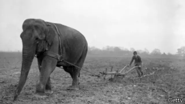 فيل يستخدم حرث الأراضي في بريطانيا