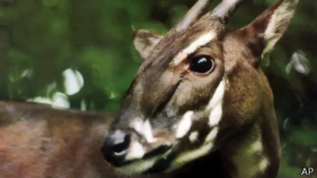 Saola