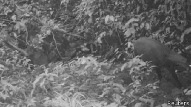 Saola captado por las cámaras de WWF