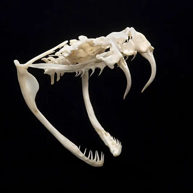 Mostra no American Museum of Natural History apresenta animais e plantas tóxicas e casos famosos de envenenamento na História, literatura e mitologia