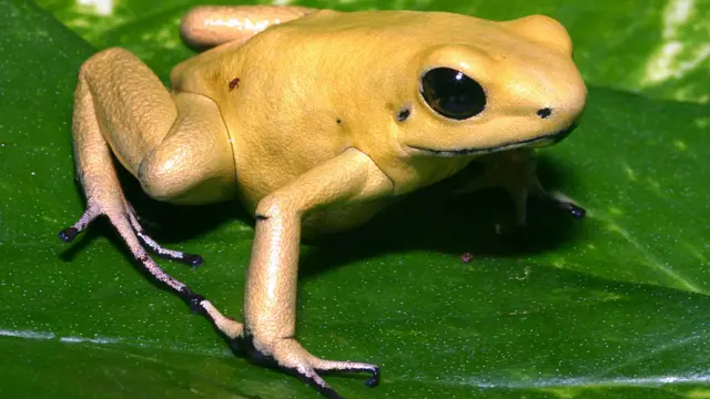 Mostra no American Museum of Natural History apresenta animais e plantas tóxicas e casos famosos de envenenamento na História, literatura e mitologia