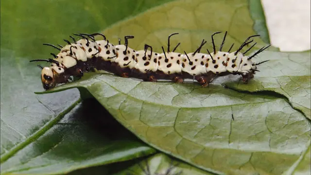 Mostra no American Museum of Natural History apresenta animais e plantas tóxicas e casos famosos de envenenamento na História, literatura e mitologia