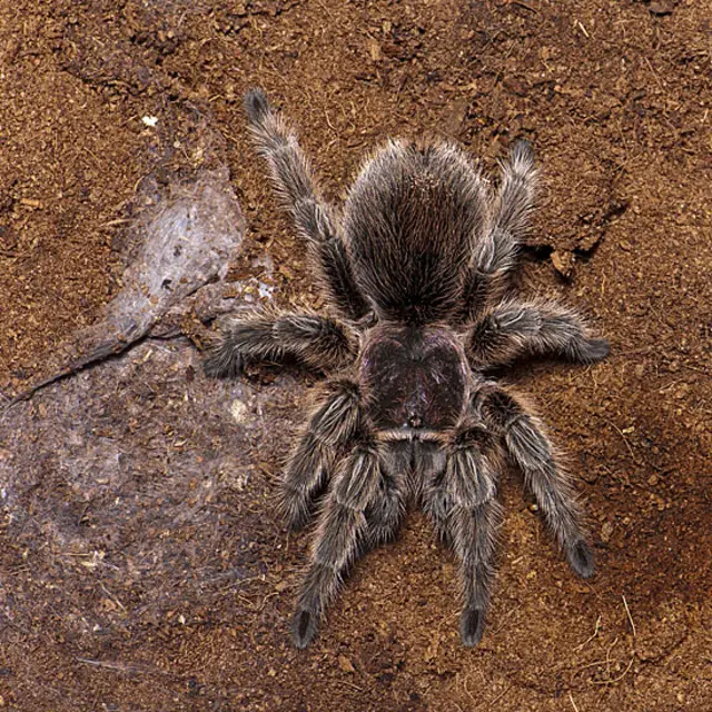 Mostra no American Museum of Natural History apresenta animais e plantas tóxicas e casos famosos de envenenamento na História, literatura e mitologia