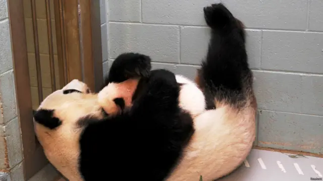 लुन लुन पांडा