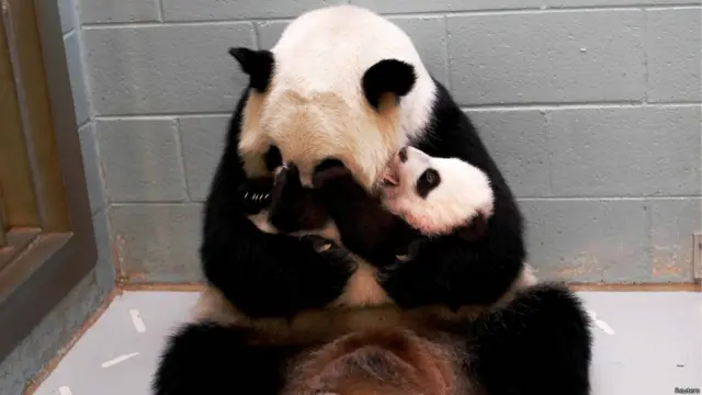 लुन लुन पांडा