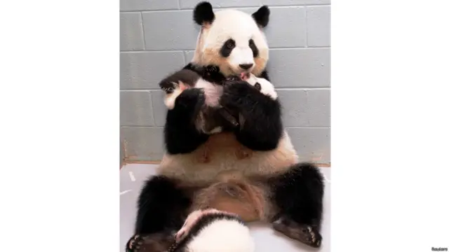 लुन लुन पांडा