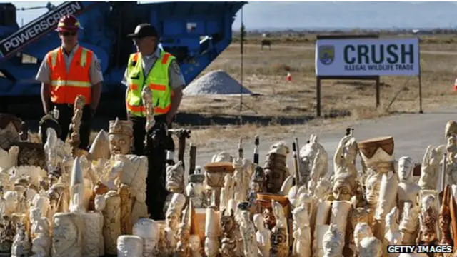 ہاتھی دانت کے لیے غیر قانونی طور پر ہاتھیوں کے قتلِ عام سے بعض نسلوں کو ناپید ہونے کا خطرہ لاحق ہے
