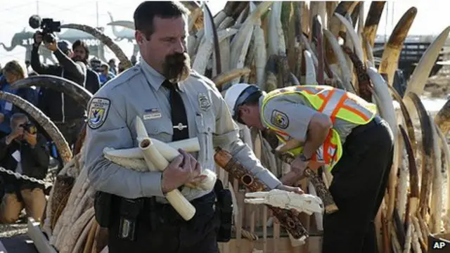 امریکہ میں گذشتہ 25 سال میں ضبط کیے گئے ہاتھی دانت کے چھ ٹن سے زیادہ سامان کو ضائع کر دیا گیا