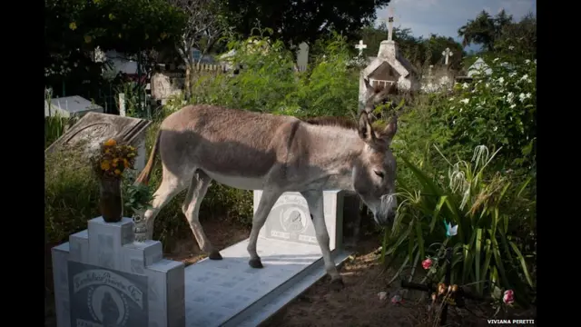 این مجموعه از عکس‌های په‌رتی 'اینفرنو پارادیسیاکو' (Infierno Paradisaco) نام دارد و حاصل بازدید از گورستان‌های کلمبیا در طی سه سال است