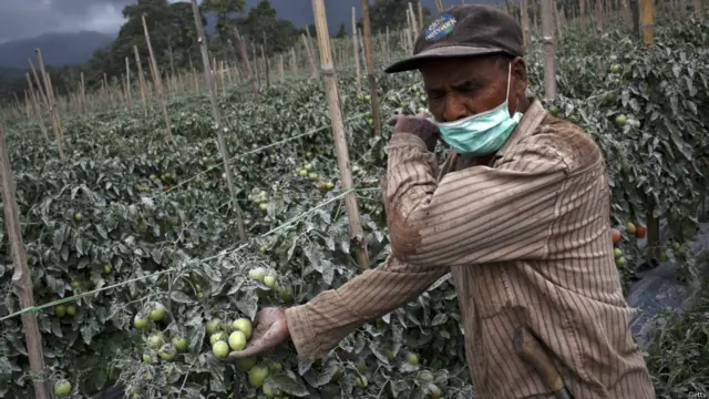 آتش فشاں سے نکلنے والی راکھ سے سب سے زیادہ علاقے میں کھیتی باڑی اور کھڑی فصلوں کو ہوا ہے۔