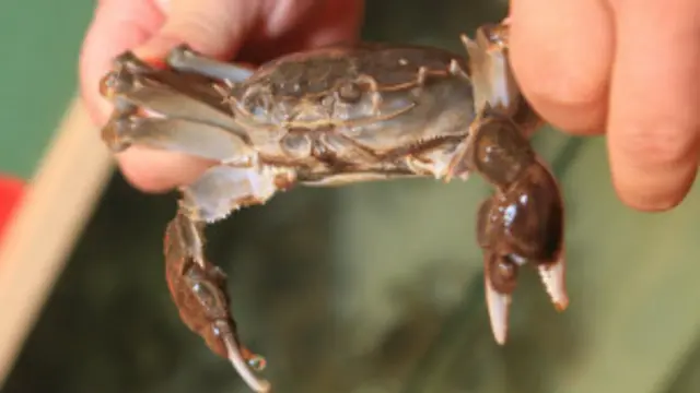 阳澄湖大闸蟹（新华社图片）