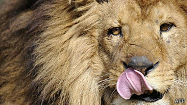 leão | AFP