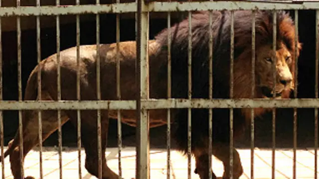 ایتھوپیا کے چڑیا گھر میں ایک شیر (فائل فوٹو)