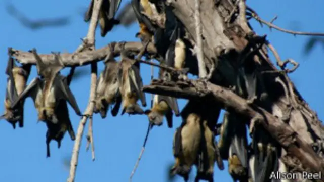 مغربی اور وسطی افریقہ میں پائی جانے والی چمگادڑوں کی کچھ اقسام ایبولا وائرس کی قدرتی کیریئر ہوتی ہیں