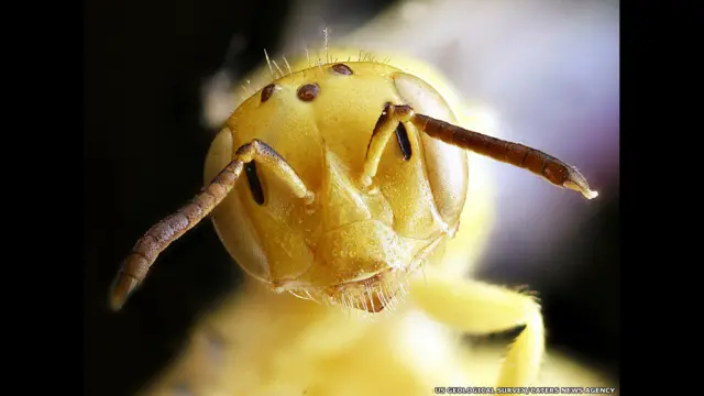 पेरडिता लुटेओला, मादा. अमरीकी जियोलॉजिकल सर्वे इंवेटरी एंड मॉनीटरिंग प्रोग्राम, कैटर न्यूज़ एजेंसी