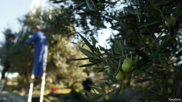 Сбор оливок