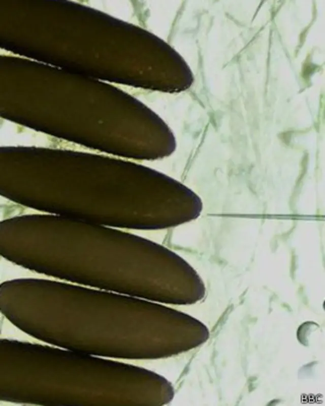 Ввод гена в яйцо