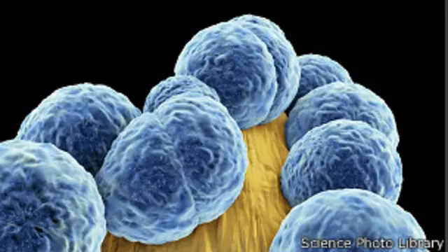 Bacterias de la flora intestinal.