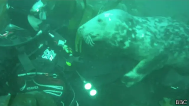 A instrutora de mergulho disse que o encontro foi algo inédito