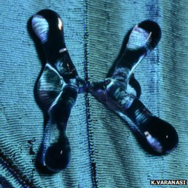 Borboleta. Foto: Cortesia de Varanasi/MIT