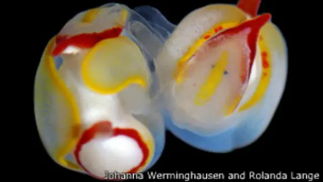 Babosas de mar apareándose