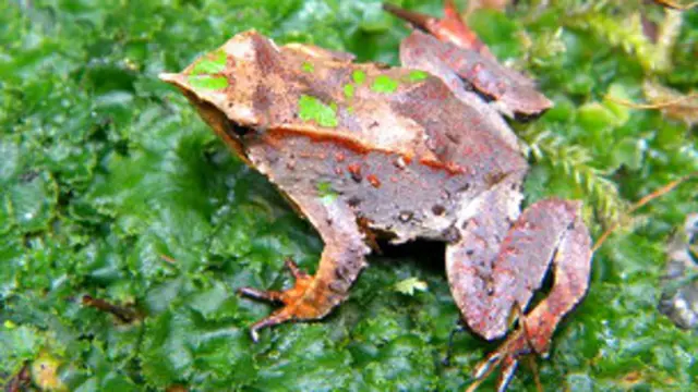  ماہرین کی ٹیم اب مینڈک کی زبان کی سطح کا مزید قریب سے جائزہ لے رہے ہیں تاکہ وہ اس کی چپکنے کی صلاحیت کا راز جان سکیں