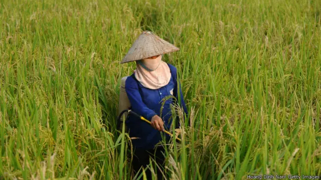 VN hiện là nhà xuất khẩu lúa gạo lớn thứ hai trên thế giới
