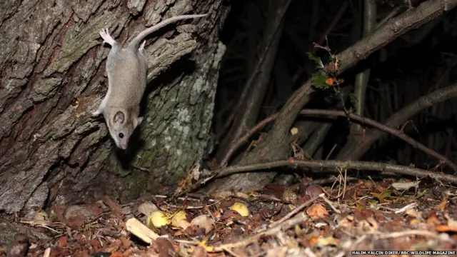 टर्की में चूहा, बीबीसी वाइल्ड लाइफ़ 