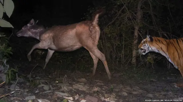 बीबीसी वाइल्ड लाइफ़ 