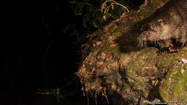 बीबीसी वाइल्ड लाइफ़ 