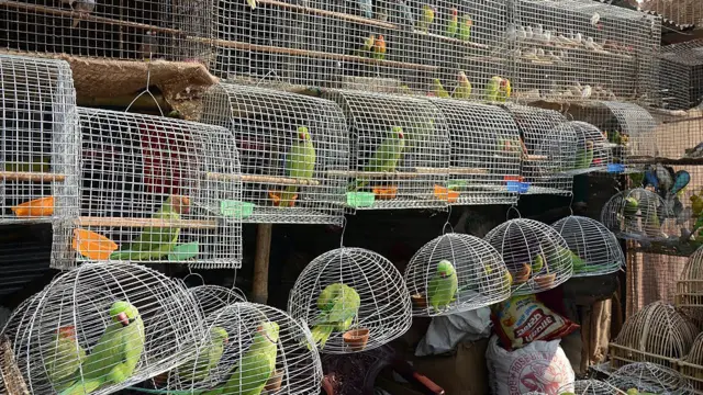 सोनपुर मेला, बिहार 