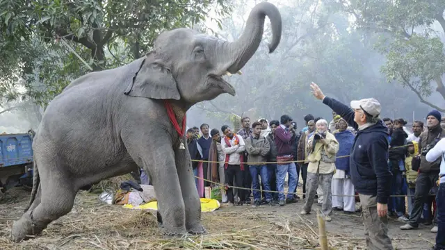 सोनपुर मेला, बिहार 