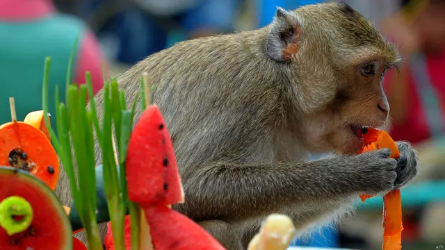 बंदरों की दावत, थाईलैंड