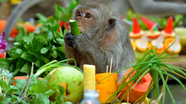 बंदरों की दावत, थाईलैंड