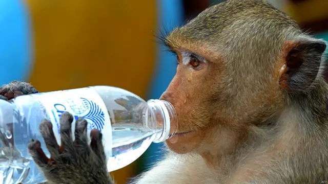 बंदरों की दावत, थाईलैंड