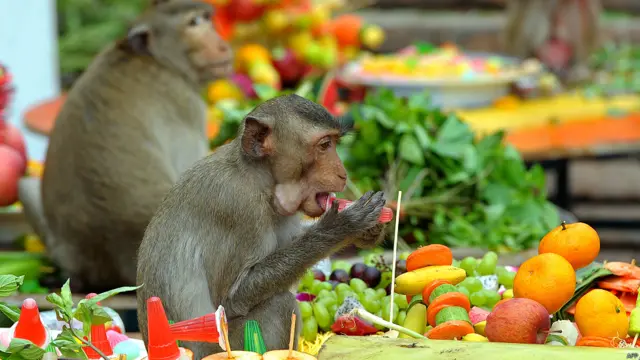 बंदरों की दावत, थाईलैंड