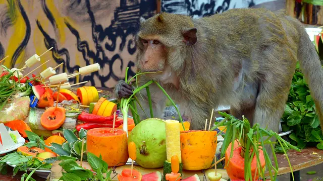 बंदरों की दावत, थाईलैंड