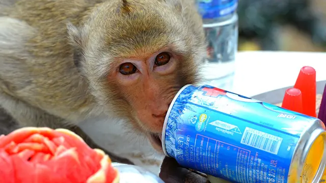 बंदरों की दावत, थाईलैंड