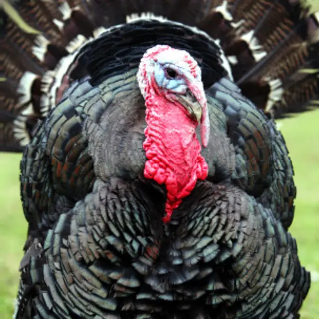 टर्की (फ़ाइल फ़ोटो)