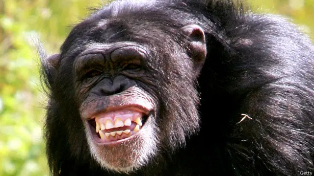 Chimpance