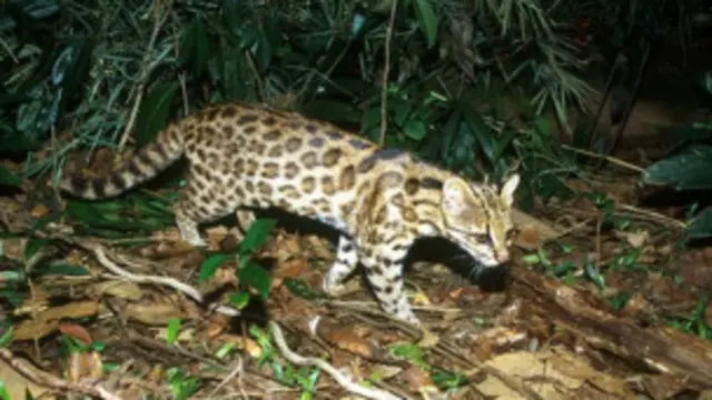 ब्राज़ील जंगली जीव