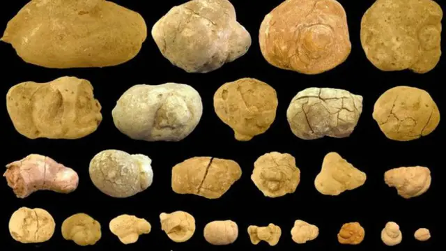 शोधकर्ताओं ने विभिन्न आकार के लीद के बारे में जानकारी इकट्ठा की है.