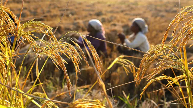 भारत, कृषि प्रधान देश, अर्थव्यवस्था,