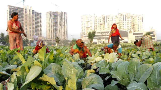 कोलकाता, गोभी की खेती