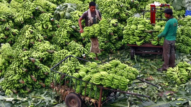 दक्षिण भारत, कोच्चि, केले की खेती