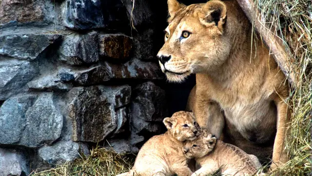 चिड़ियाघर, नन्हे जानवर